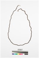 藏品(貝殼錢幣)的圖片