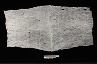 藏品(樹皮布)的圖片