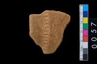 藏品(口緣)的圖片