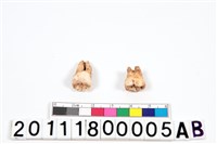 藏品(牙齒)的圖片