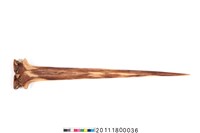 藏品(骨棒)的圖片