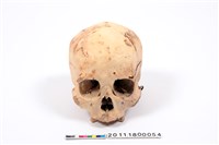 藏品(頭骨)的圖片