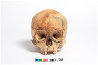 藏品(頭骨)的圖片