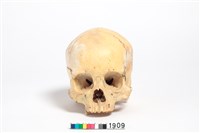 藏品(頭骨)的圖片