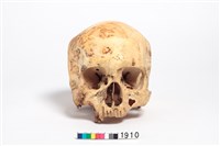 藏品(頭骨)的圖片
