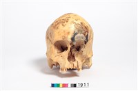 藏品(頭骨)的圖片