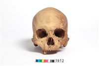 藏品(頭骨)的圖片