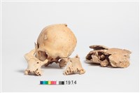 藏品(頭骨)的圖片