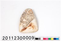 藏品(貝錛)的圖片