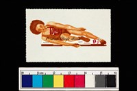 藏品(郵票)的圖片