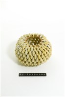 藏品(貝殼工藝品)的圖片