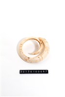 藏品(豬牙)的圖片