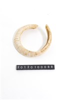 藏品(豬牙)的圖片