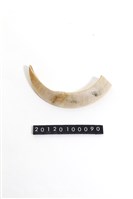 藏品(豬牙)的圖片