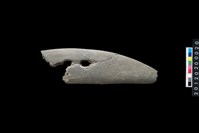 藏品(石刀)的圖片