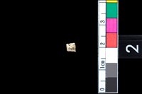 藏品(玉管珠)的圖片