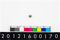 藏品(鈴形玉珠)的圖片