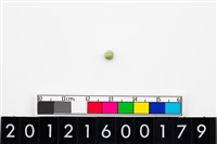 藏品(鈴形玉珠)的圖片