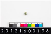 藏品(鈴形玉珠)的圖片