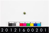 藏品(鈴形玉珠)的圖片