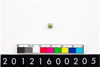 藏品(鈴形玉珠)的圖片