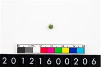 藏品(鈴形玉珠)的圖片