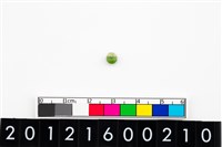 藏品(鈴形玉珠)的圖片