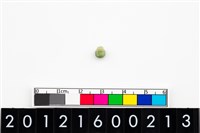 藏品(鈴形玉珠)的圖片