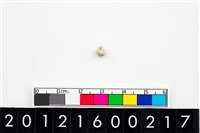 藏品(鈴形玉珠)的圖片