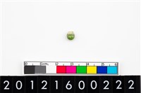 藏品(鈴形玉珠)的圖片