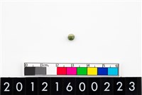 藏品(鈴形玉珠)的圖片