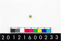 藏品(鈴形玉珠)的圖片