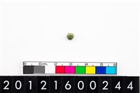 藏品(鈴形玉珠)的圖片