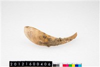 藏品(貝匙)的圖片