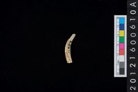 藏品(貝環)的圖片