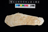 藏品(貝匙)的圖片