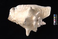 藏品(女王鳳凰螺)的圖片