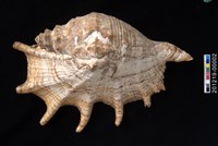 藏品(駱駝螺)的圖片