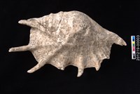 藏品(駱駝螺)的圖片