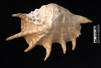 藏品(駱駝螺)的圖片