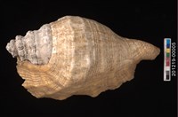 藏品(駱駝螺)的圖片