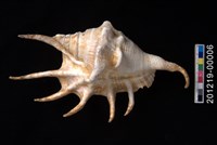 藏品(蜘蛛螺)的圖片