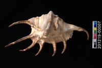 藏品(蜘蛛螺)的圖片