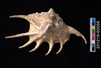 藏品(蜘蛛螺)的圖片