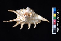 藏品(蜘蛛螺)的圖片