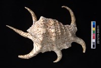 藏品(水字螺)的圖片