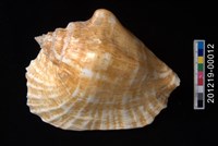 藏品(闊唇鳳凰螺)的圖片