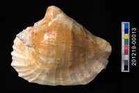 藏品(闊唇鳳凰螺)的圖片