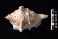 藏品(蜘蛛螺)的圖片