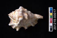 藏品(蜘蛛螺)的圖片